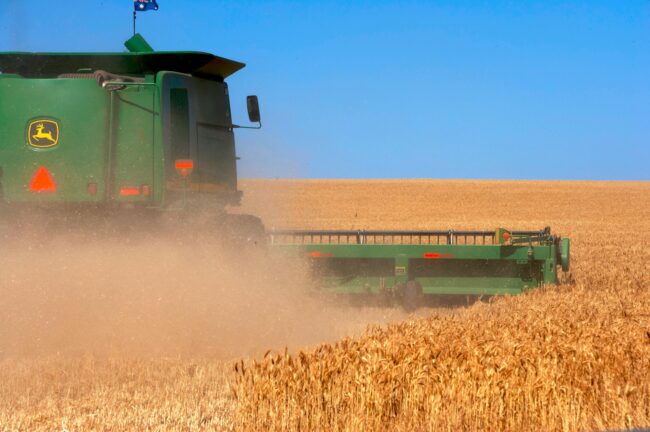 wheat field