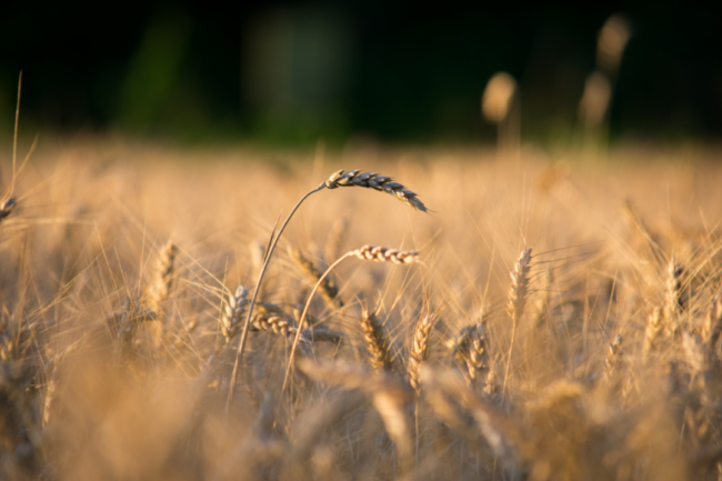 wheat field