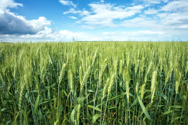 spring-wheat_photo-cred-adobe-stock_E.jpg