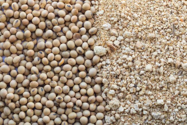 India Soybean, Adobe Stock