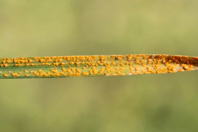 Wheat Conference, Wheat