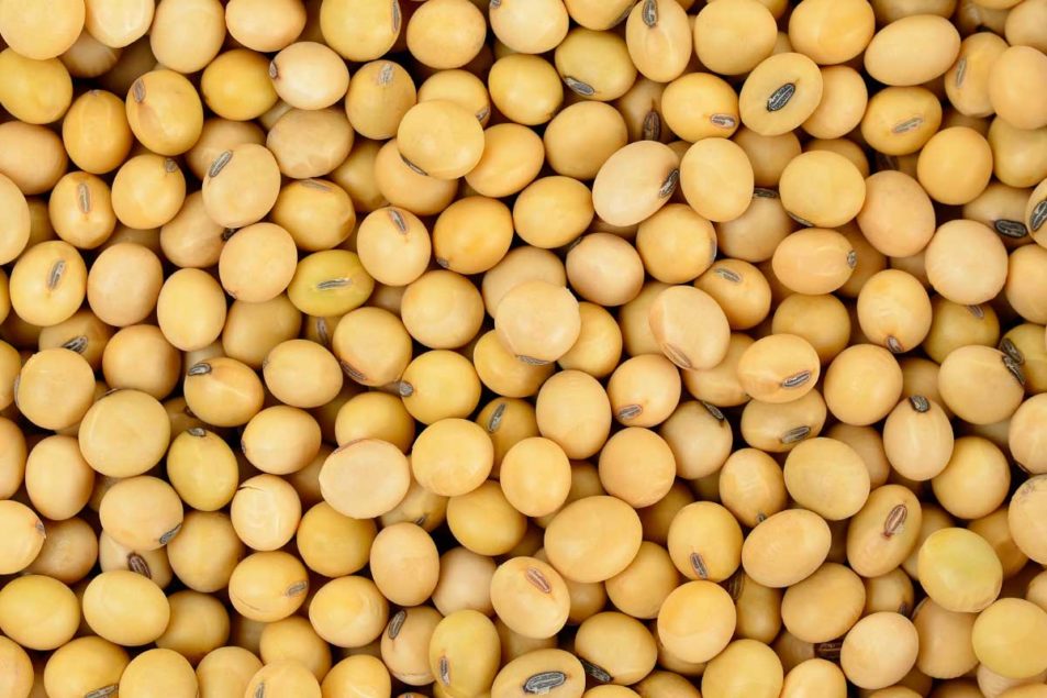 Beck’s buys Bayer soybean seed plant | 2021-08-24 | World Grain