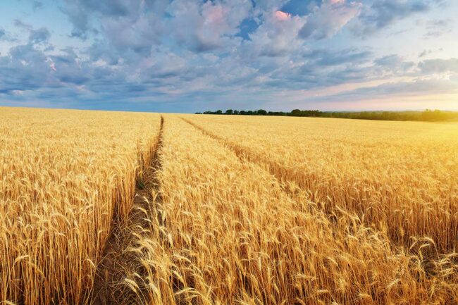 Adobe Stock, Wheat Field