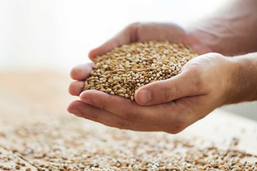 Vietnam to suspend tariffs on US wheat | 2021-08-26 | World Grain