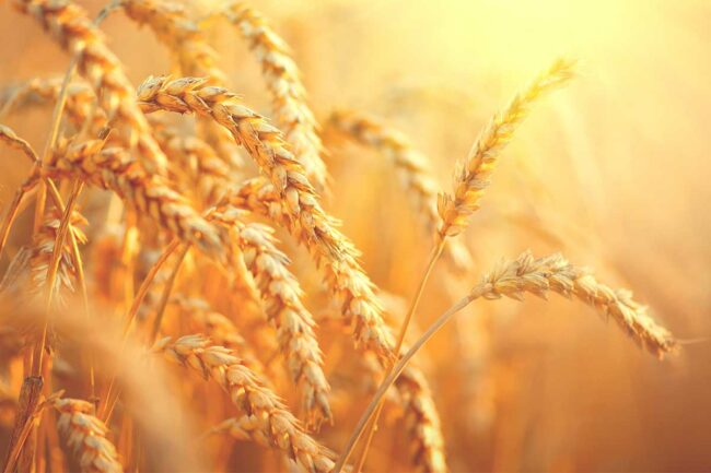 Wheat, Adobe Stock