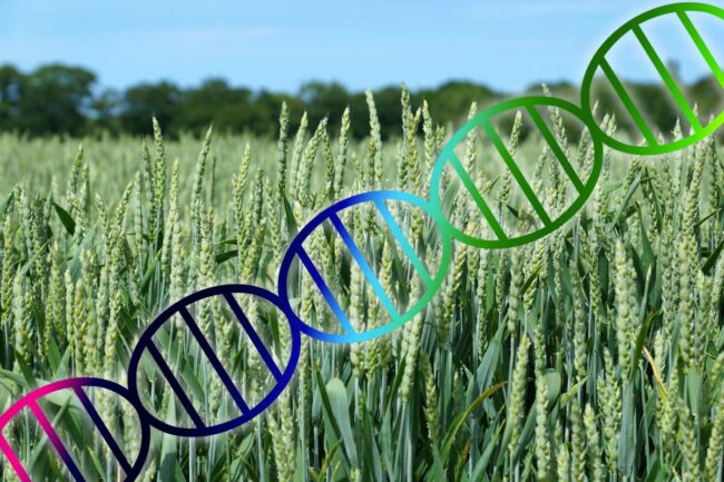 Wheat Genome