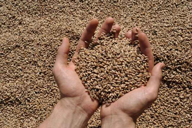 BoMill-grain.jpg