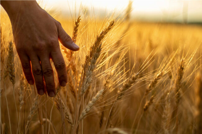 UK-milling-wheat.jpg