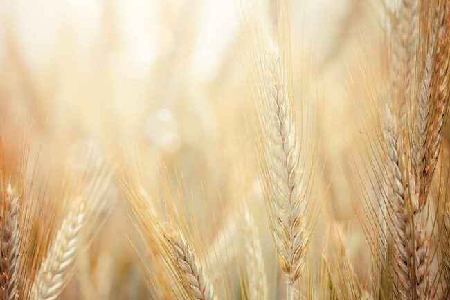 soft-wheat.jpg