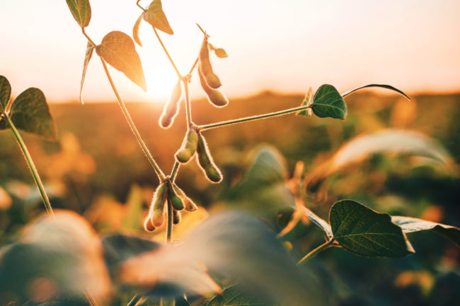 Soybean-Field_Photo-cred-Adobe-stock_Ejpg.jpg