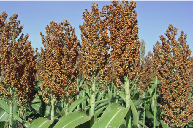 sorghum.jpg