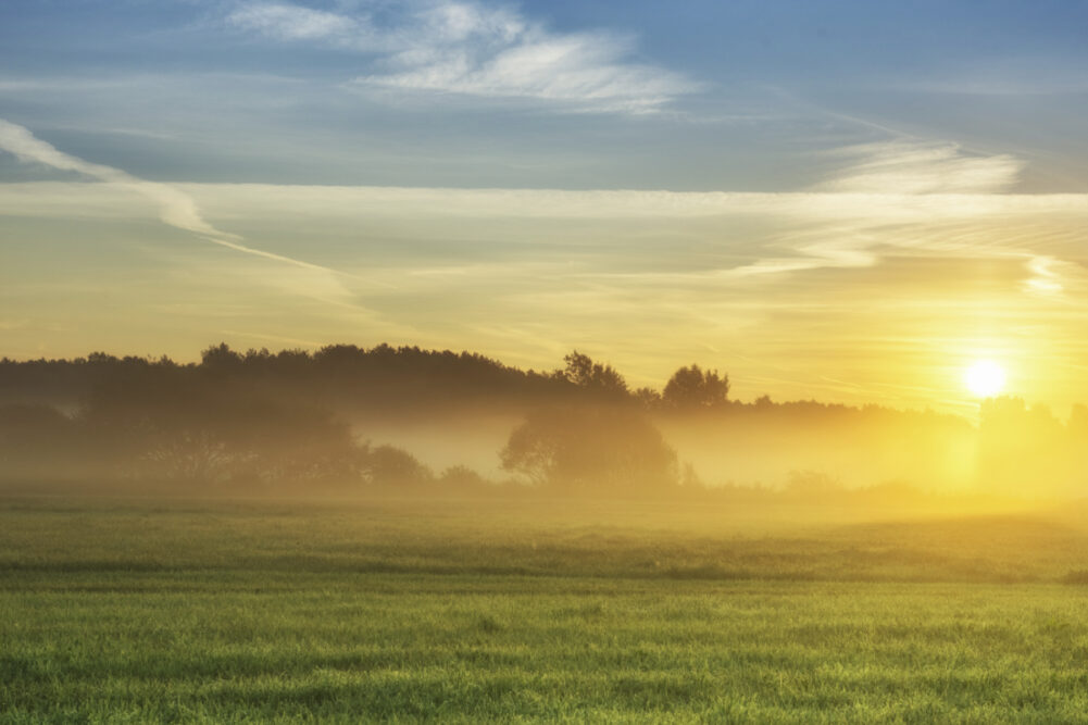 wheat field in the sun