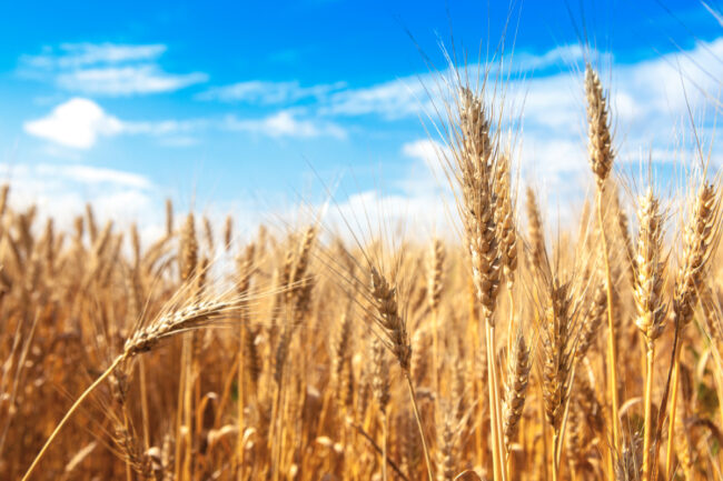 WinterWheatField