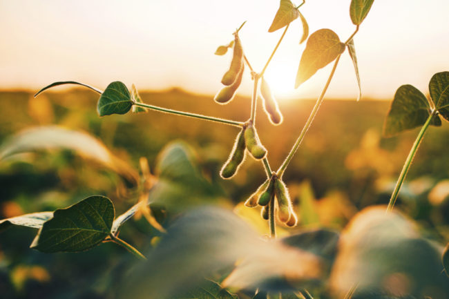 soybean_AdobeStock_169688620_E.jpg