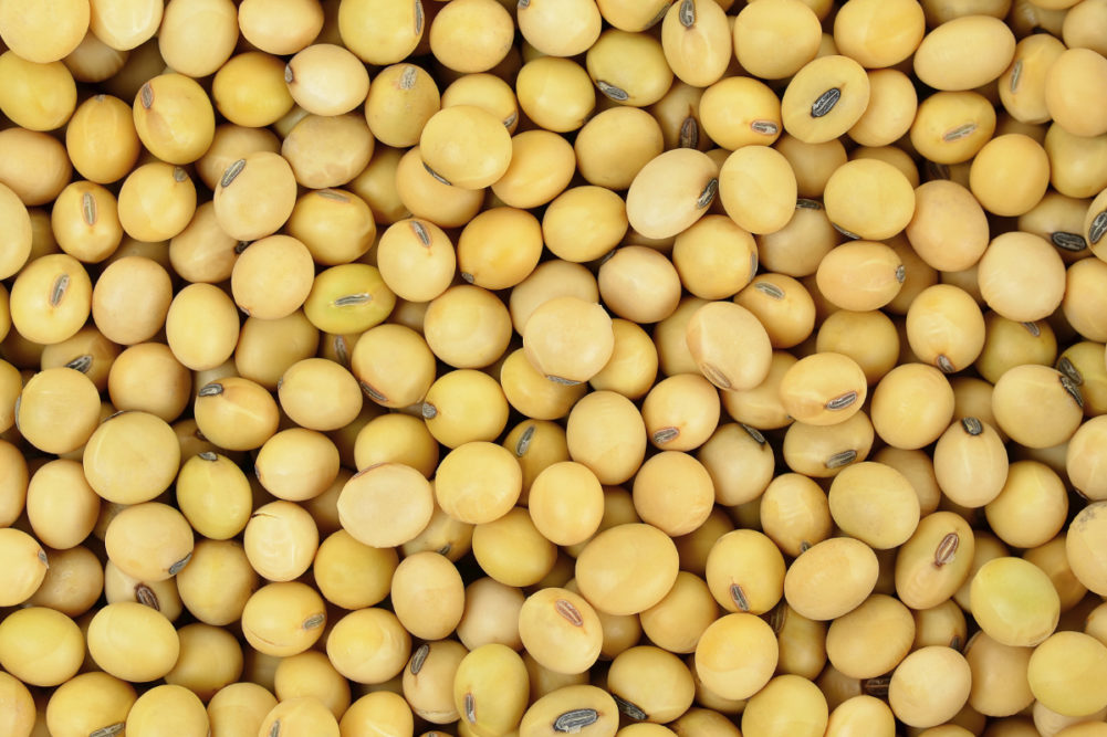 Soybean