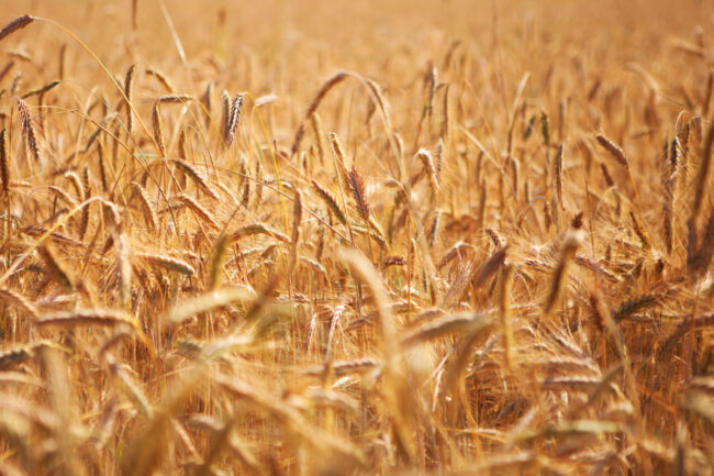 CanadaWheatField