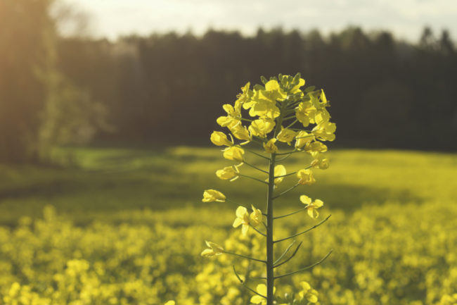 Rapeseed