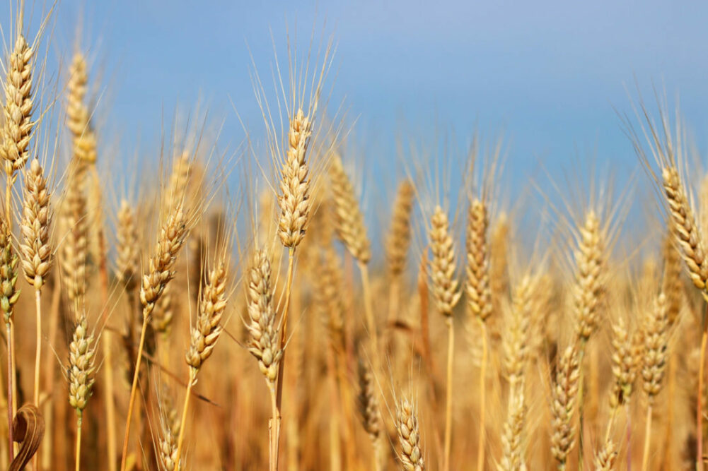 Wheat_Photo cred Adobe stock MARYNA_E.jpg