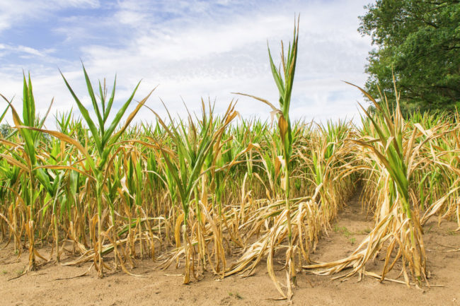 corn drought