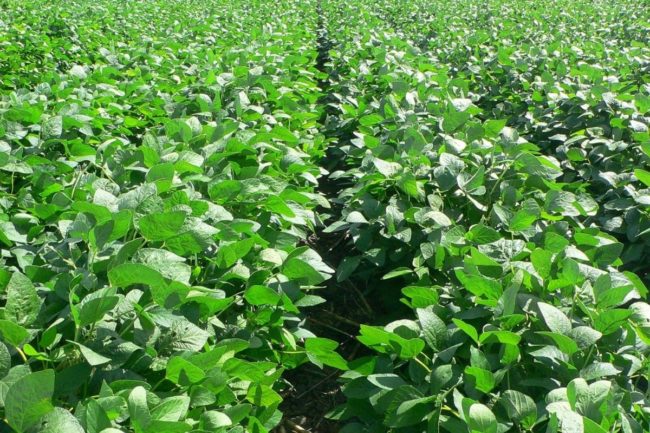 Soybean field Australia