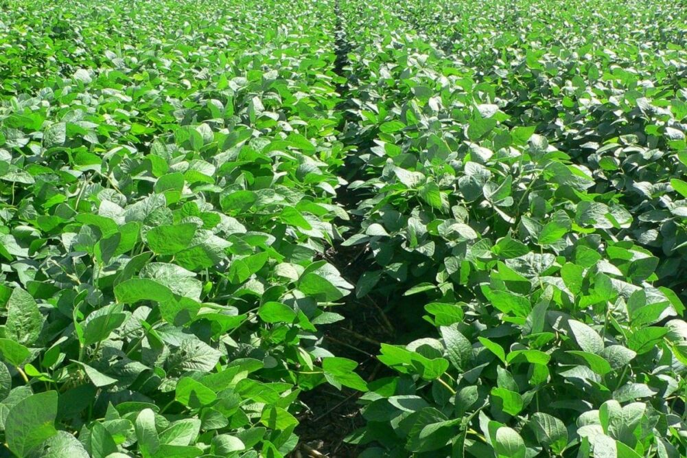 Soybean field Australia