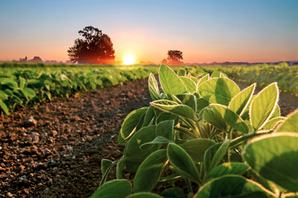 SoybeanField