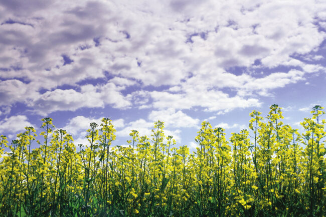 Canola