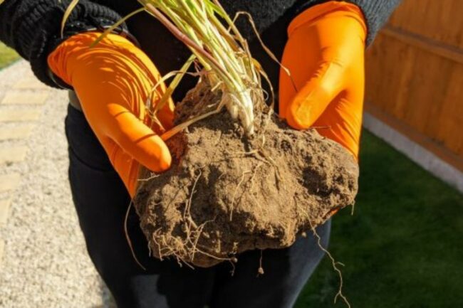 Wheat research United Kingdom