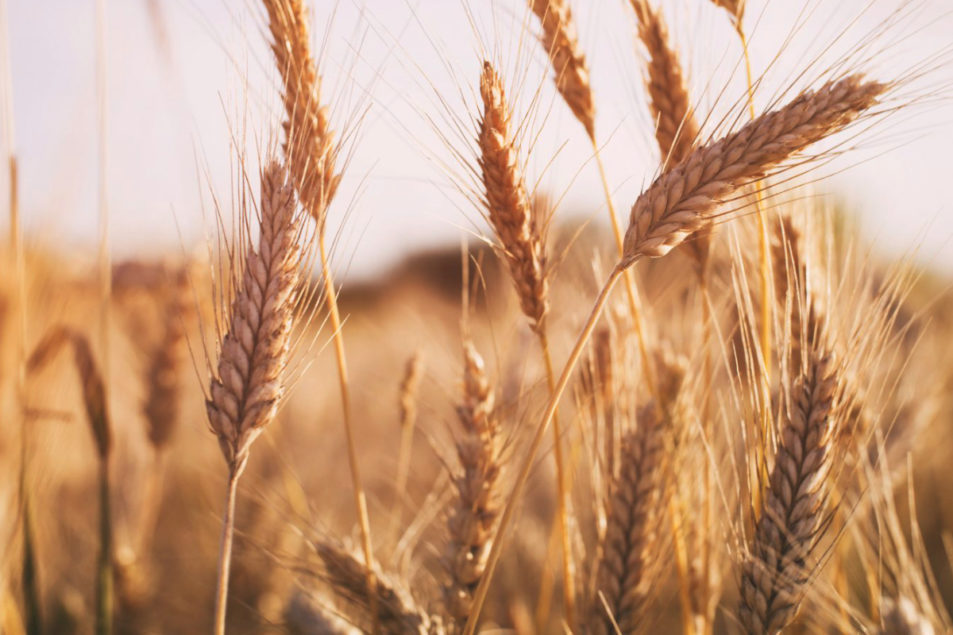 Paraguay’s wheat production to reach 1 million tonnes World Grain