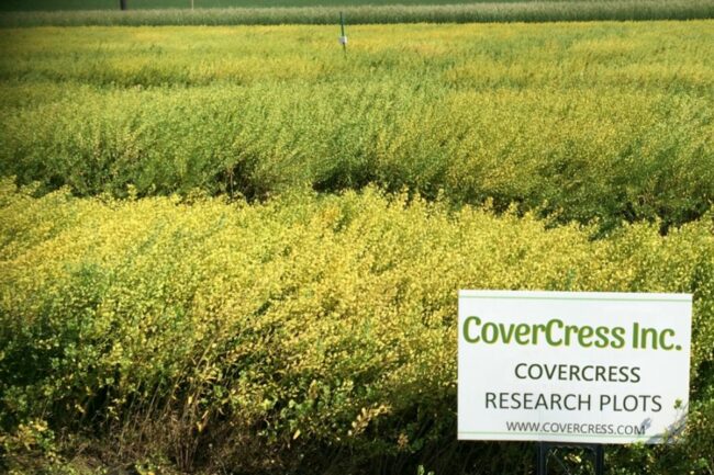 CoverCress Bunge partnership pennycress