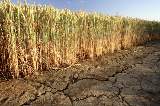 Wheat drought