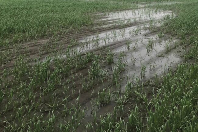 wet wheat field