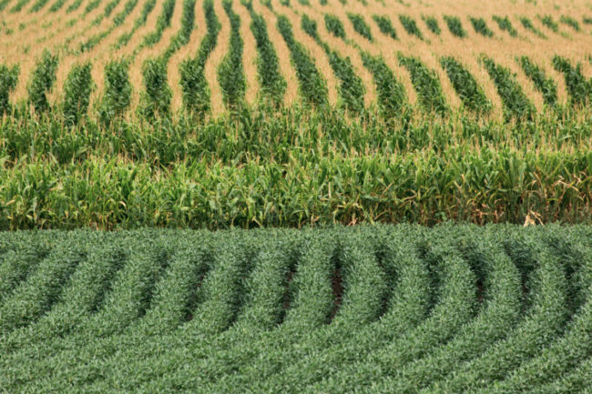 CornSoybeanFields