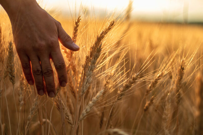 wheat field