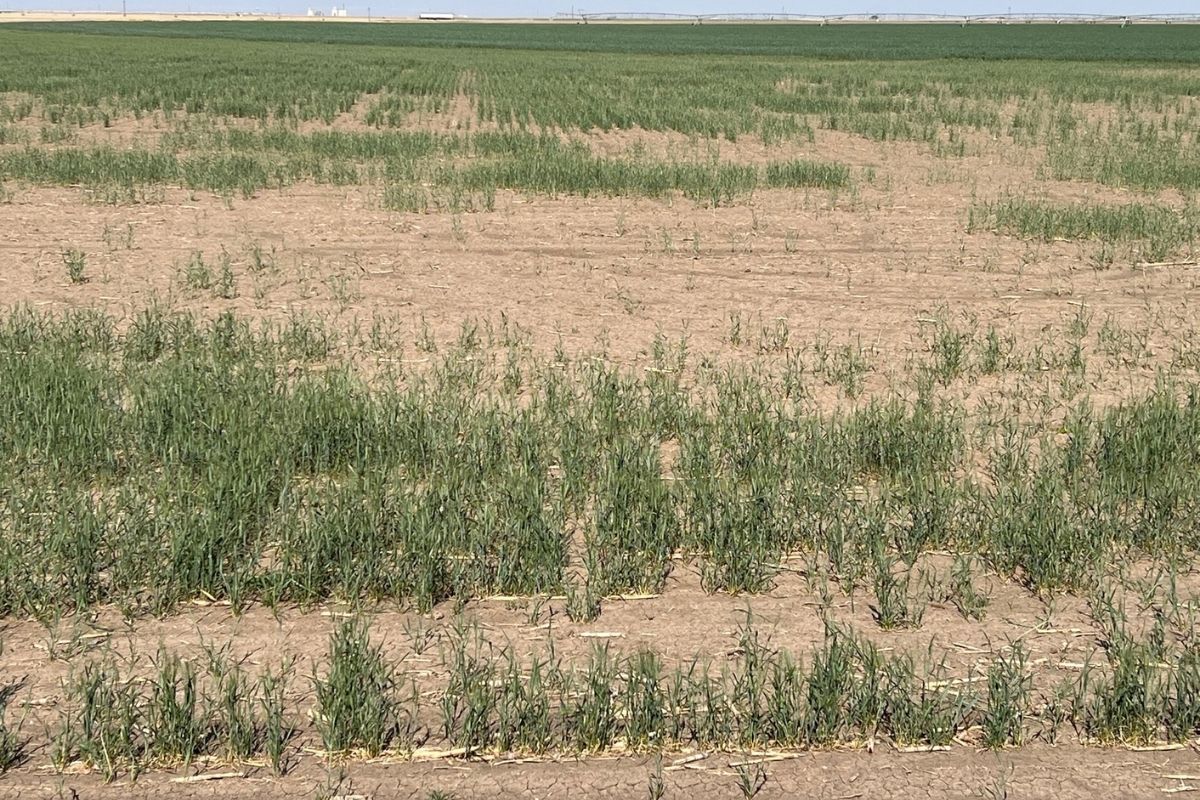 US southwest wheat feels impact of drought | World Grain