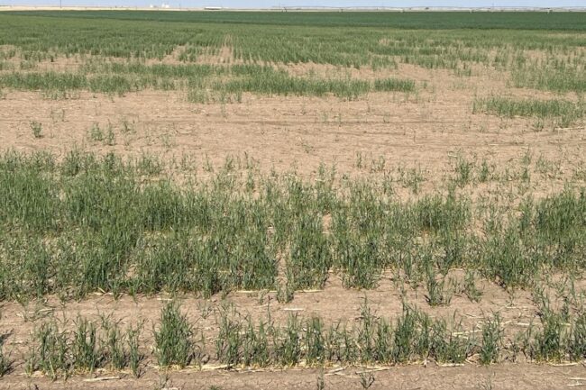 Kansas Wheat Tour drought