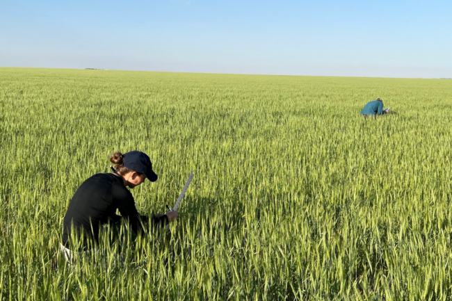 Kansas Wheat Tour 052022