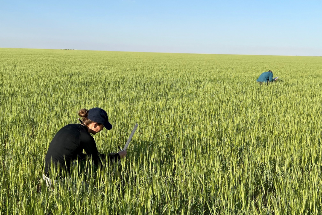 Wheat tour forecast reflects impact of drought in Kansas World Grain