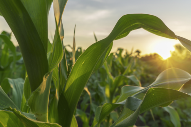 Corn field