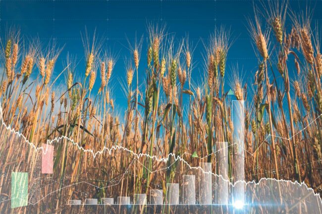 Grain oilseeds outlook