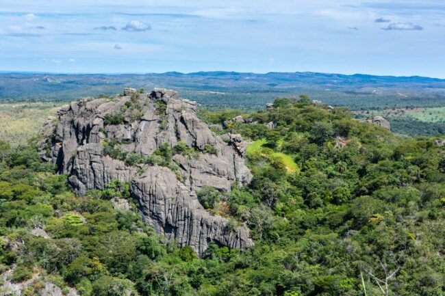 Brazil Cerrado