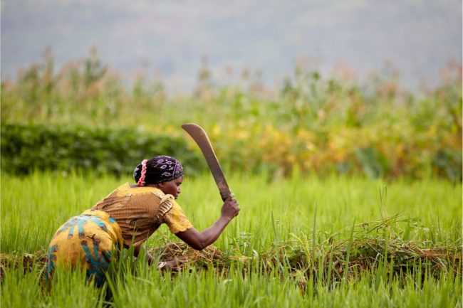 African Development Bank_Emergency Food Facility_Senegal_cr ADB_E.jpg