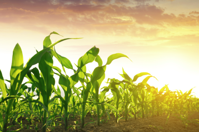 Corn field_AdobeStock_159639252_E.png