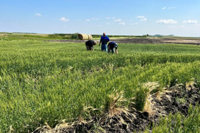 Spring wheat tour 2022 Day 1