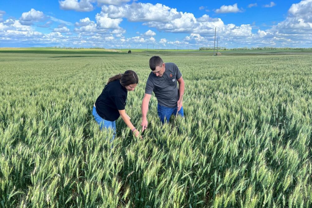 Spring wheat tour 2022 day 2