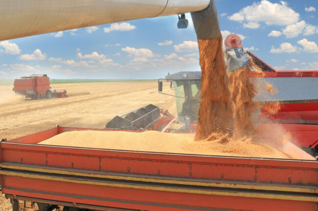 Wheat-harvest