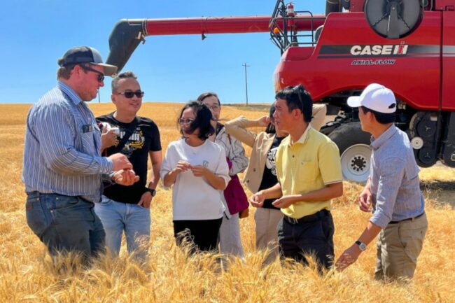 IGP milling wheat Vietnam