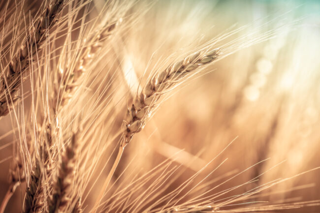 Wheat Eaves