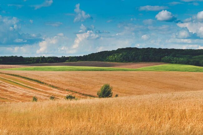 Wheat field