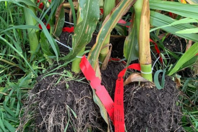 corn roots study